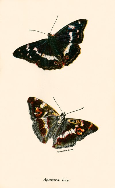 Butterflies by English School