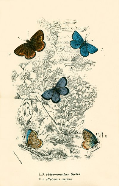 Butterflies by English School