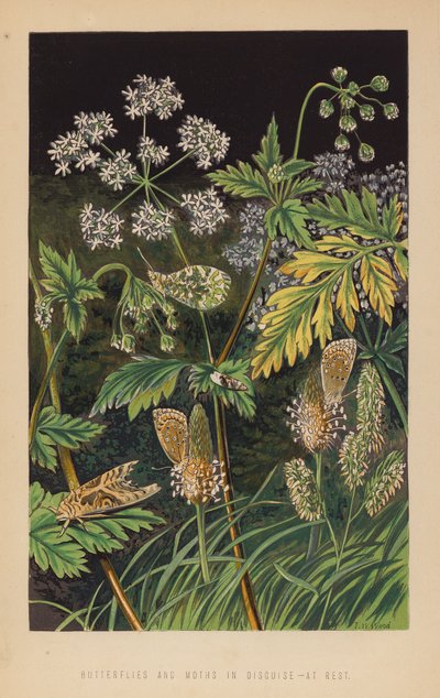 Butterflies and Moths in Disguise, at Rest by English School