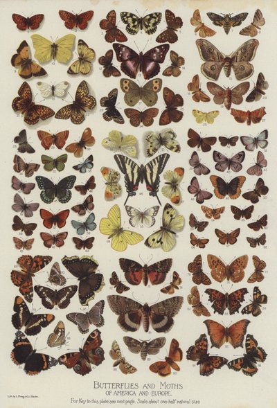 Butterflies and Moths of America and Europe by English School
