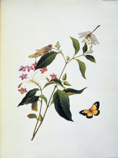 Butterfly, grasshopper and dragonfly on a plant by English School