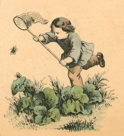 Butterflying by English School