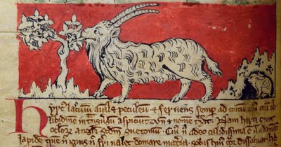 Goat, from Bestiary by English School