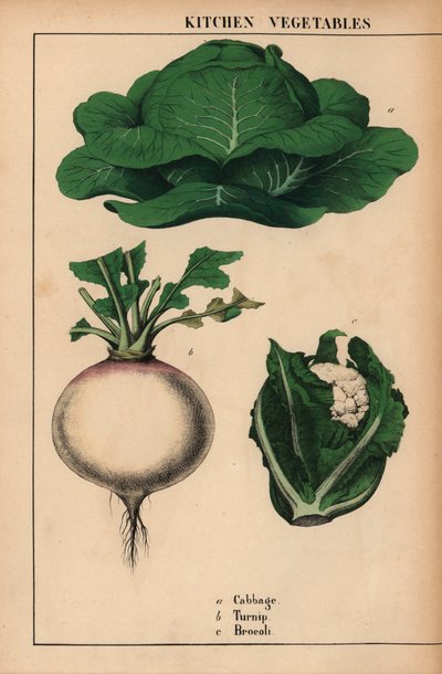 Cabbage, turnip and broccoli, from 