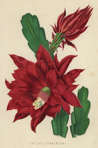 Cactus Jenkinsonii by English School