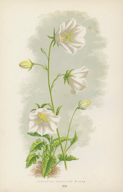 Campanula Carpatica B Alba by English School