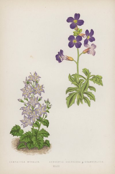 Campanula Muralis; Aubrietia Deltoidea B Grandiflora by English School