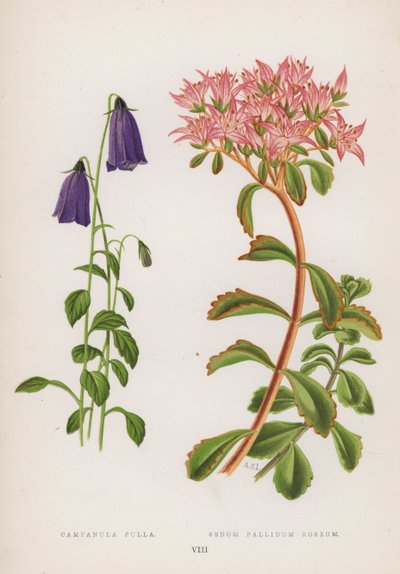 Campanula Pulla; Sedum Pallidum Roseum by English School