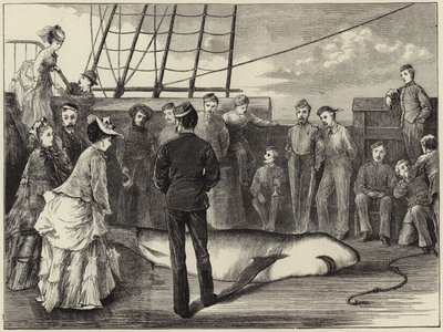 Capture of a shark in the tropics by English School