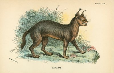 Caracal by English School