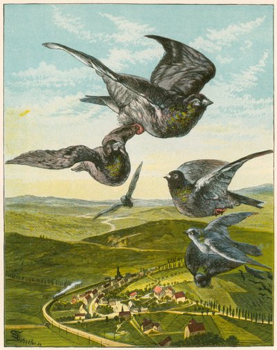 Carrier Pigeons by English School