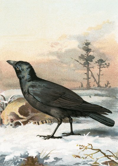 Carrion crow by English School