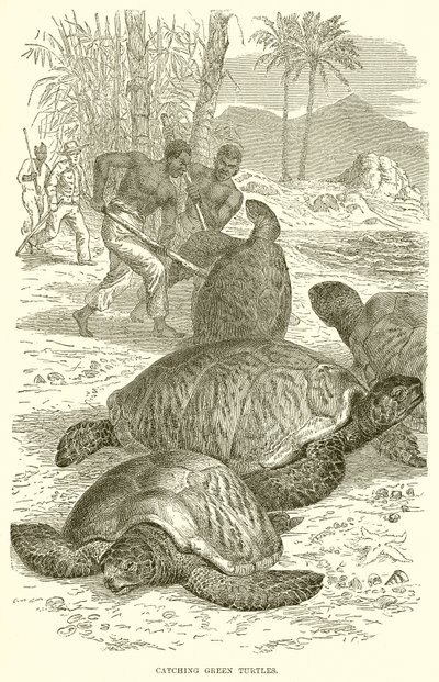 Catching Green Turtles by English School