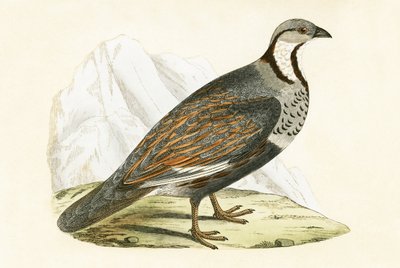 Caucasian Snow Partridge, illustration from 