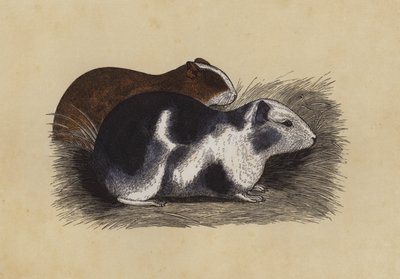 Cavy by English School