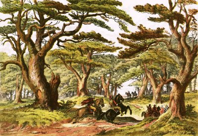 Cedars of Lebanon by English School