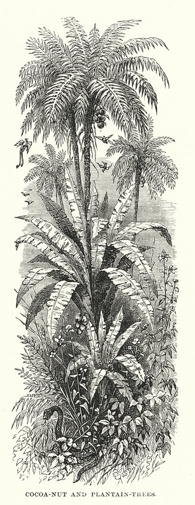 Central America: Cocoa-nut and plantain-trees by English School