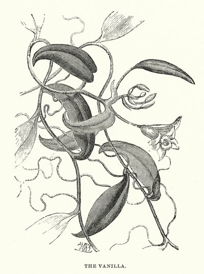 Central America: The vanilla by English School