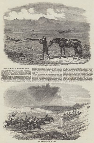 Chase of a Jackal, in the New Forest by English School