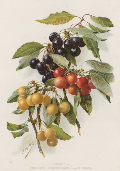 Cherries by English School