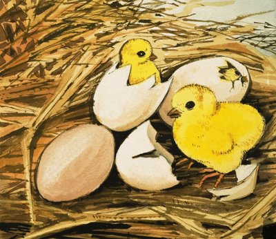 Chicks Hatching by English School