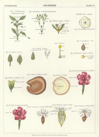 Chickweed by English School