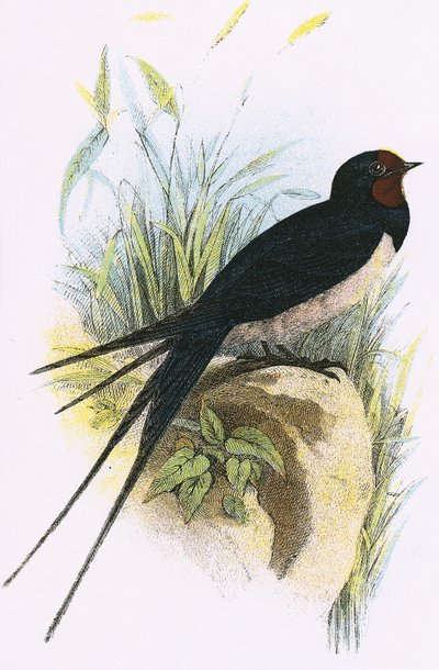 Chimney Swallow by English School