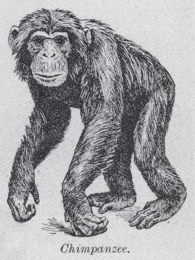 Chimpanzee by English School