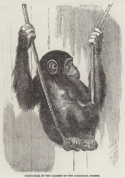 Chimpanzee, in the Gardens of the Zoological Society by English School