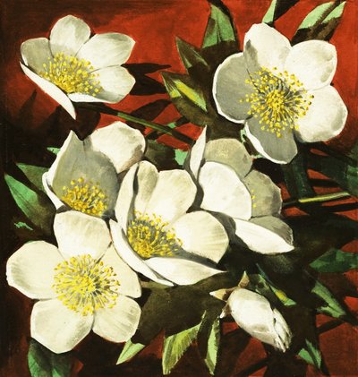 Christmas Roses by English School