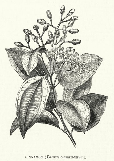 Cinnamon, Laurus Cinnamomum by English School