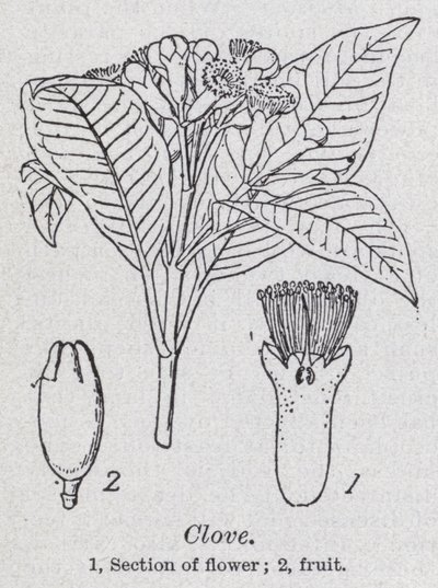 Clove by English School