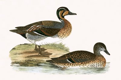 Clucking Teal, illustration from 
