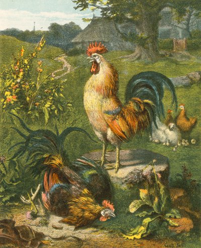 Cock, the Victor by English School