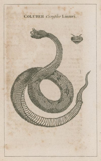 Horned Viper of Egypt by English School