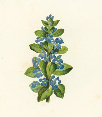 Common Bugle, Ajuga Reptans by English School