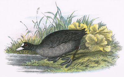 Common Coot by English School