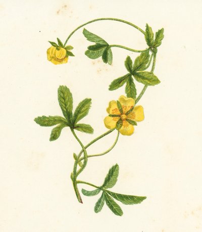 Common Creeping Cinquefoil, Potentilla Reptans by English School