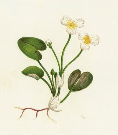 Common Frog-Bit by English School