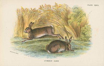 Common Hare by English School