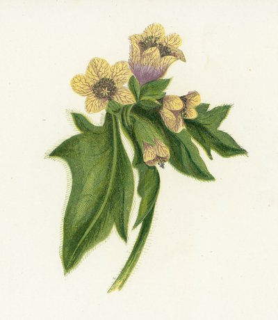 Common Henbane, Hyoscyamus Niger by English School