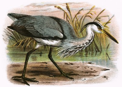 Common Heron by English School