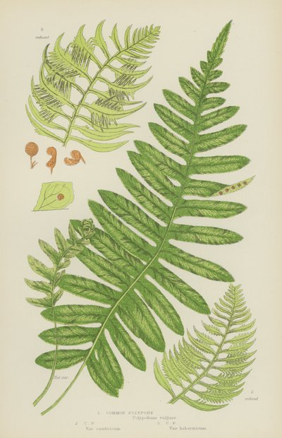 Common Polypody by English School