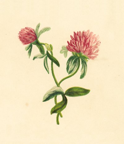 Common Purple Trefoil, Trifolium Pratense by English School