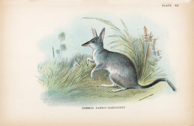 Common Rabbit-Bandicoot by English School