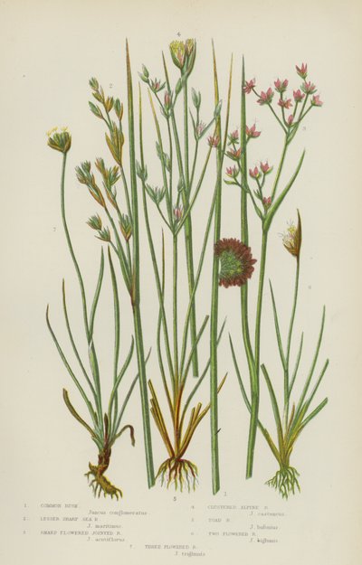 Common Rush, Lesser Sharp Sea Rush, Sharp Flowered Jointed Rush, Clustered Alpine Rush, Toad Rush by English School
