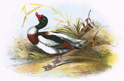 Common Sheld-Duck by English School
