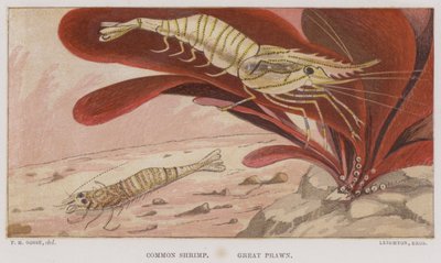 Common Shrimp, Great Prawn by English School