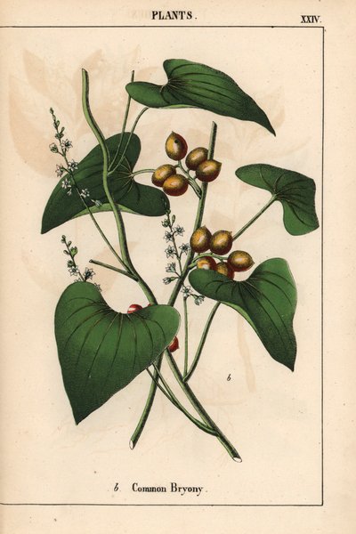 Common Bryony with Golden Berries, from 