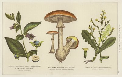 Common poisonous plants by English School